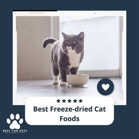 The 23 Best Cat Litter Brands - BestForPets.org