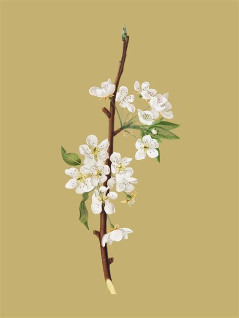 Musky pear flower from pomona italiana illustration | Free Vector