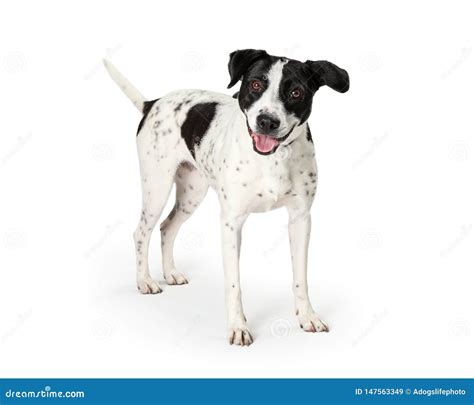 Top 92+ Pictures Mixed Breed Black And White Spotted Dog Breeds Completed