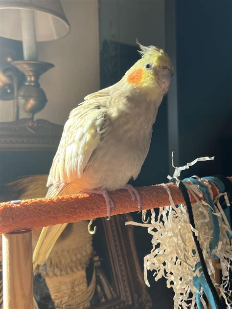 Image result for Borb Python Library Python