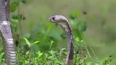 世界上最毒的蛇：一小滴就能把人杀的一干二净（动物科普）_探秘志