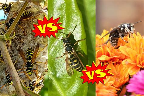 Hornet Versus Yellow Jacket