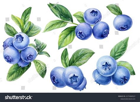 Single Blueberry Drawing