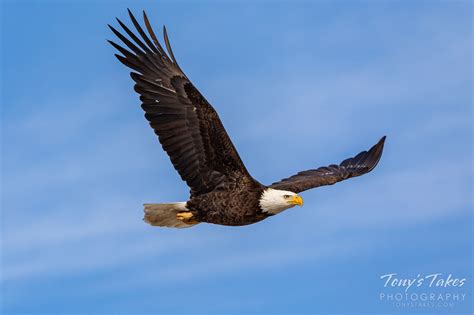 Bald eagle in flight against the big, blue sky | Tony's Takes Photography