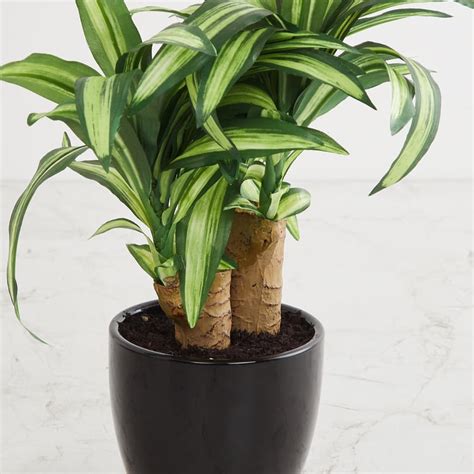 Buy Fiesta Mulitcolour Dracaena Artificial Potted Plant from Home ...