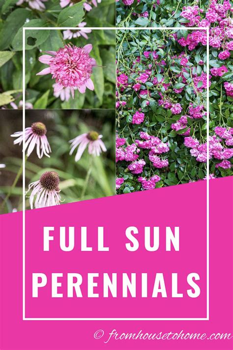 Full Sun Perennials: 10 Low Maintenance Plants That Thrive In The Sun ...