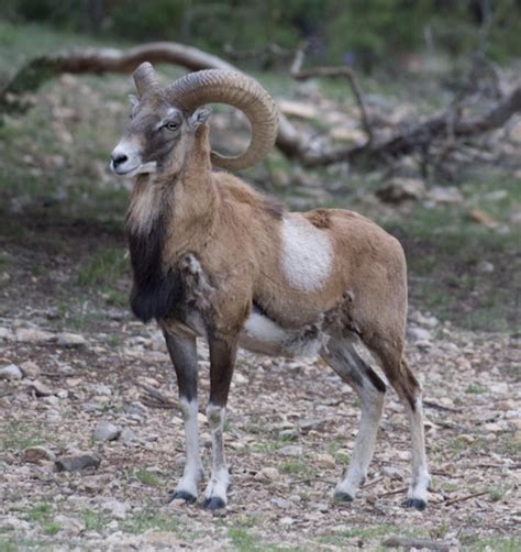 🔥 A group of ravens is called an "unkindness" or "conspiracy" 🔥 : r/NatureIsFuckingLit