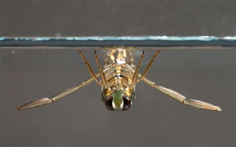 Corixidae Water Boatman - habitat of water boatman