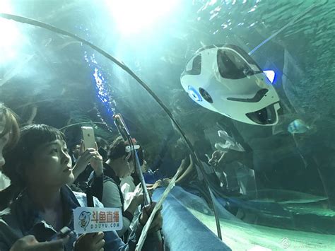 臻迪PowerRay小海鳐助力水下摄影 水下宠物摄影体验活动圆满结束