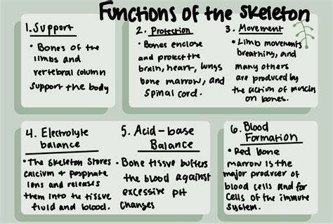 Image result for Human Skeleton Function