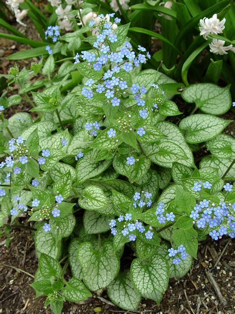 Brunnera "Jack Frost" | Shade plants, Flowering shade plants, Perennial ...