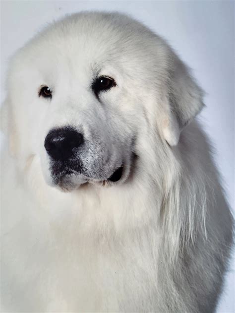 Great Pyrenees Puppies - R Pyr Great Pyrenees