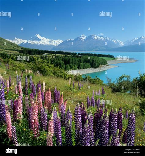 Lupins beside Lake Pukaki and snow-capped Mount Cook, South Island, New ...