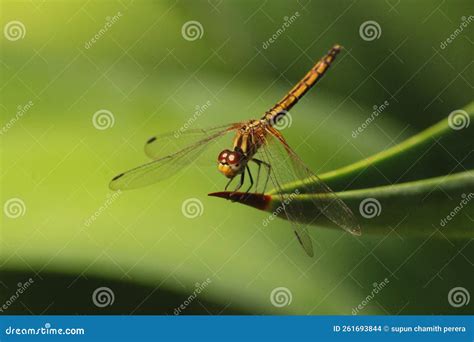 Big Dragonfly Orange Colour Stock Photo - Image of animal, leaf: 261693844