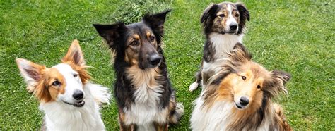 Image result for Dogs Insects