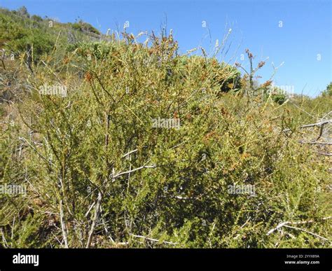 chamise (Adenostoma fasciculatum Stock Photo - Alamy