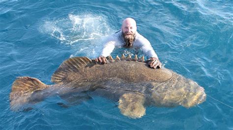 Best Time to Catch Goliath Grouper in Florida | Salty Knots Fishing