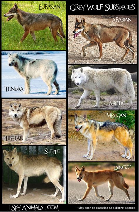 Different Types of Wolves 的图像结果