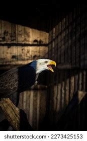 Symbol of America 的图像结果