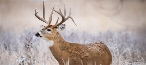 Ultimate Guide to Arkansas Deer Season 2025: Dates, Schedule, and Tips!