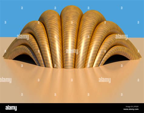 Image result for Natural Shell Structures