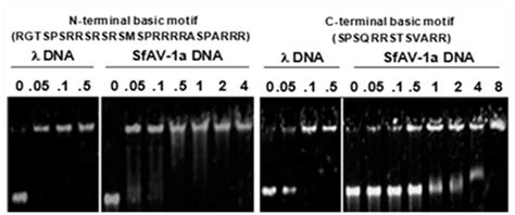 Ascovirus P64 Homologs: A Novel Family of Large Cationic Proteins That ...
