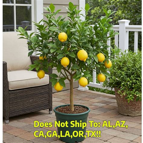 Dwarf Lemon Tree