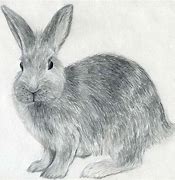 Image result for Pattern Rabbit to Draw