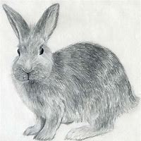 Image result for Drawing of Rabbit
