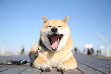 Shiba Inu Maru aus Japan: Ein lächelnder Vierbeiner erobert die Welt