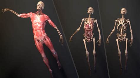 Image result for Anatomical Position Explained