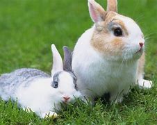 Image result for Raising Free-Range Rabbits
