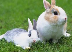 Image result for Raising Rabbits Book