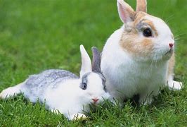 Image result for Raising Rabbits Pets