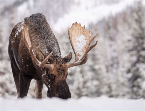 Traveler Beware: Moose are Bigger Than You Think