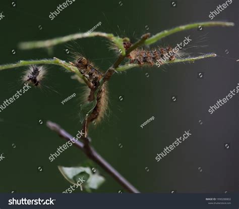 Image result for Gypsy Moth