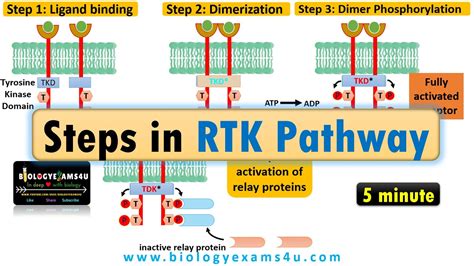 Image result for RTK Pathway Steps