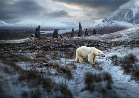 Do They Have Bears In Scotland