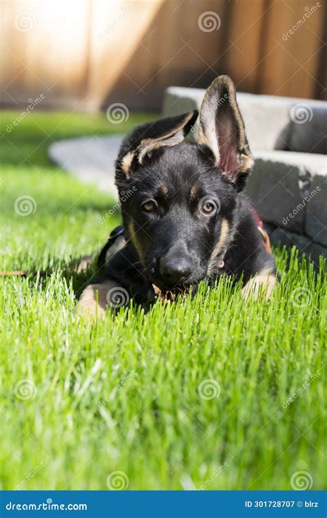 Beautiful Bi-color German Shepherd Puppy with the Sun on Her Face ...