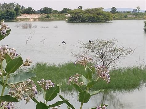 Vellode Bird Sanctuary (Erode) - 2019 What to Know Before You Go (with ...