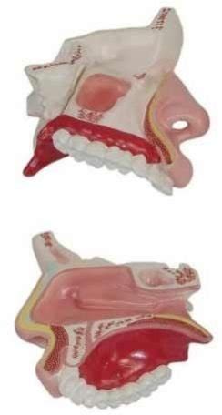 Human Nasal Cavity Model Exporters and Suppliers from Bangalore