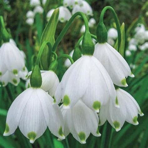 Gravity Giant Leucojum Aestivum Bulbs - Summer Snowflake - Hardy ...
