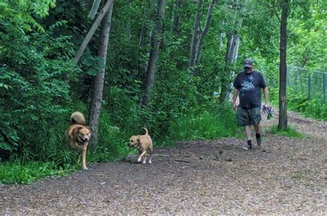 https://www.vmcdn.ca/f/files/barrietoday/images/09062024doggss.jpeg%3Bw%3D960