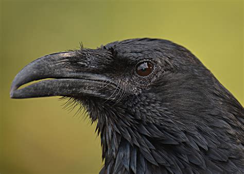 Large beak of Raven | Raven images, Crow pictures, Black bird
