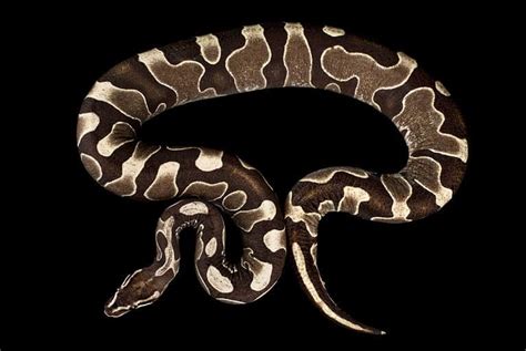 Image result for Scaleless Ball Python