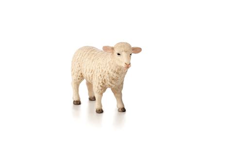 MOJO Sheep (Ewe) – Julian Farm and Orchard