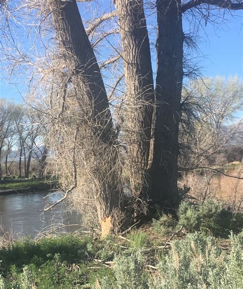 A Friends Story, the Fremont Cottonwood (Populous Fremontii)