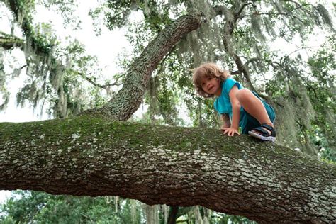 Climbing Tree 的图像结果