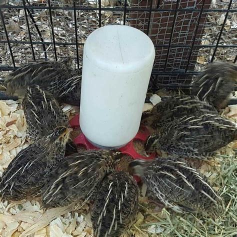 How Long Do Quail Lay Eggs? [Problems and Fixes]