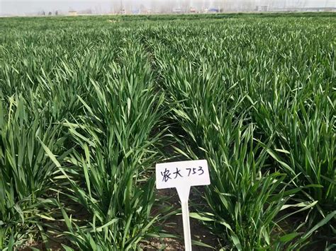 湖北高产小麦品种排行榜 - 惠农网